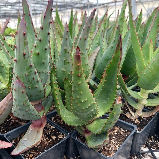 Aloe spectabilis in 4in container