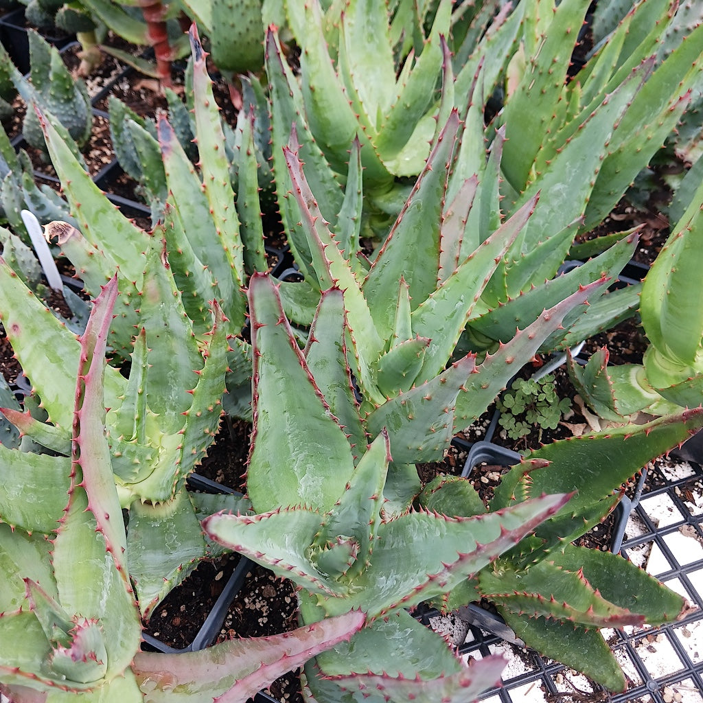 Aloe spectabilis in 4in container