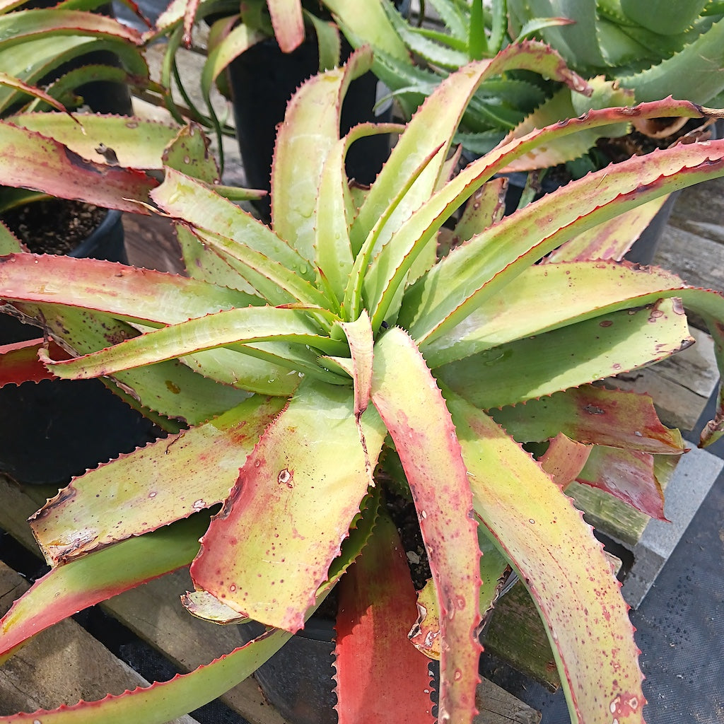 Aloe spicata - 4in