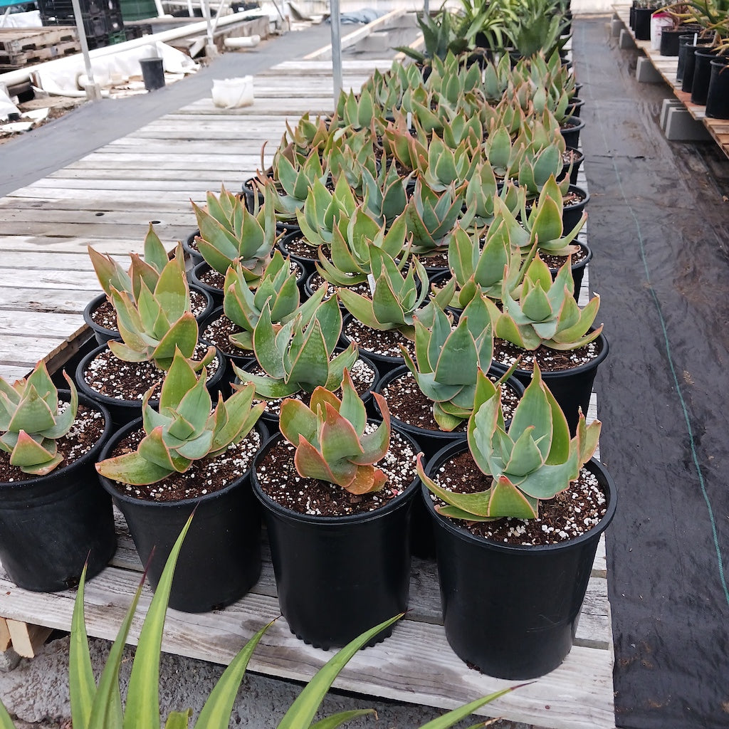 Several Aloe striata in 5ga nursery containers