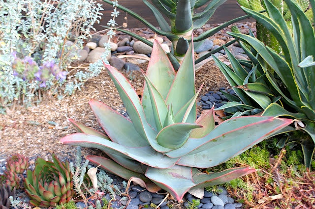 Aloe striata planted in a garden