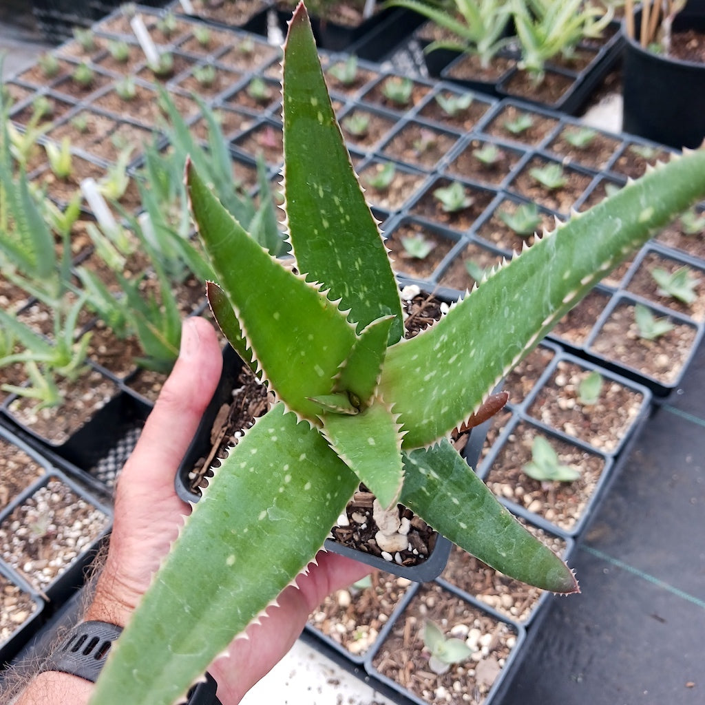 Aloe striata x Aloe dawei