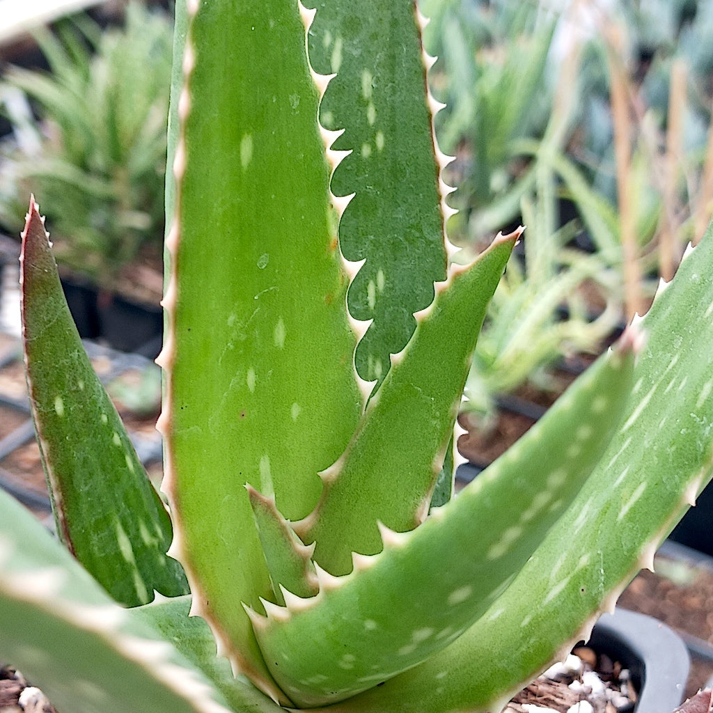 Aloe striata x Aloe dawei