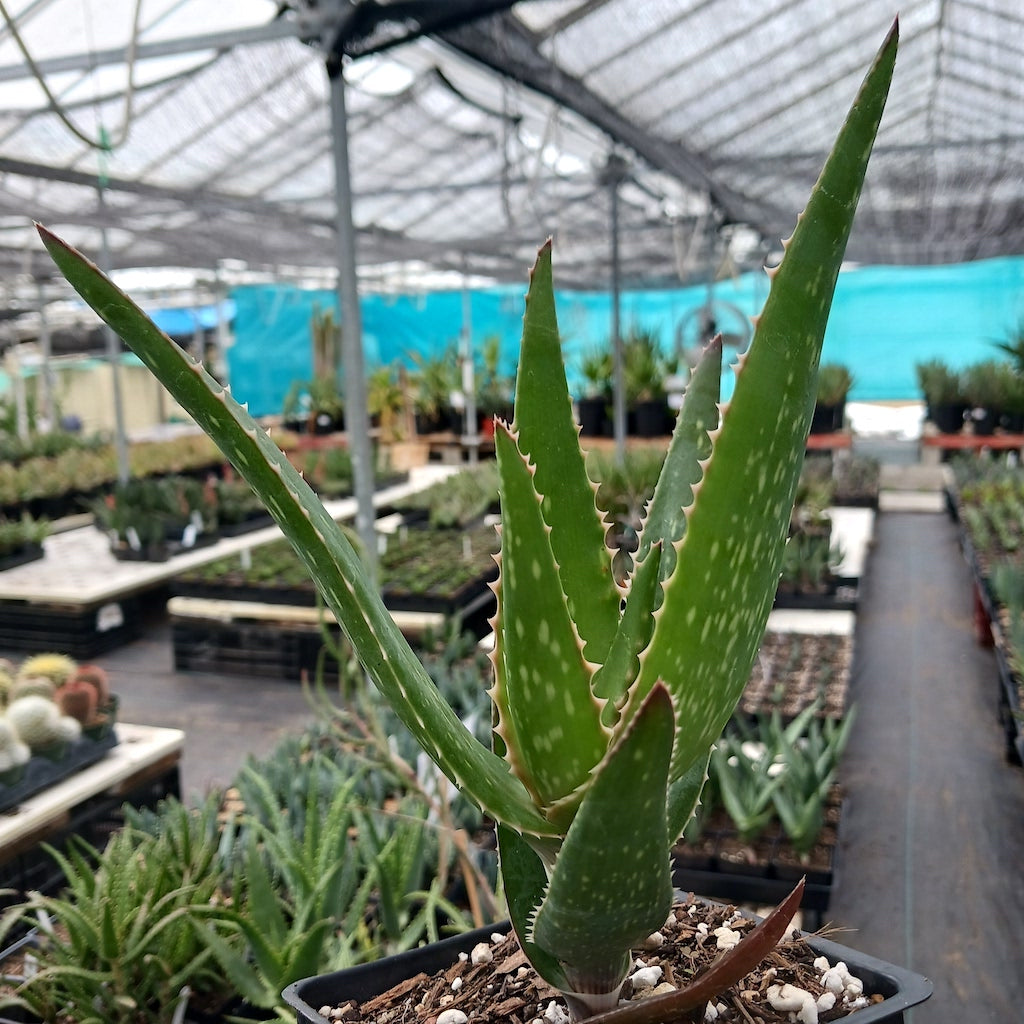 Aloe striata x Aloe dawei
