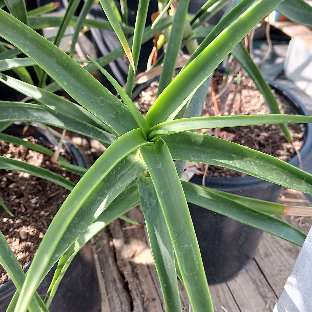 Aloe striatula