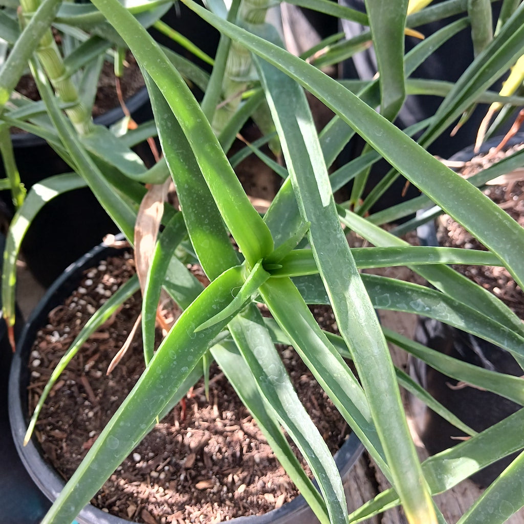 Aloe striatula