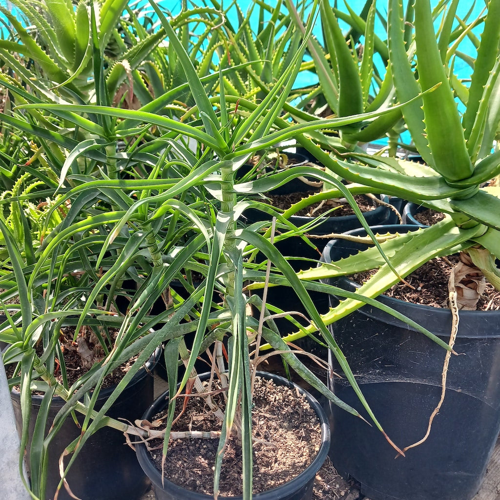Aloe striatula