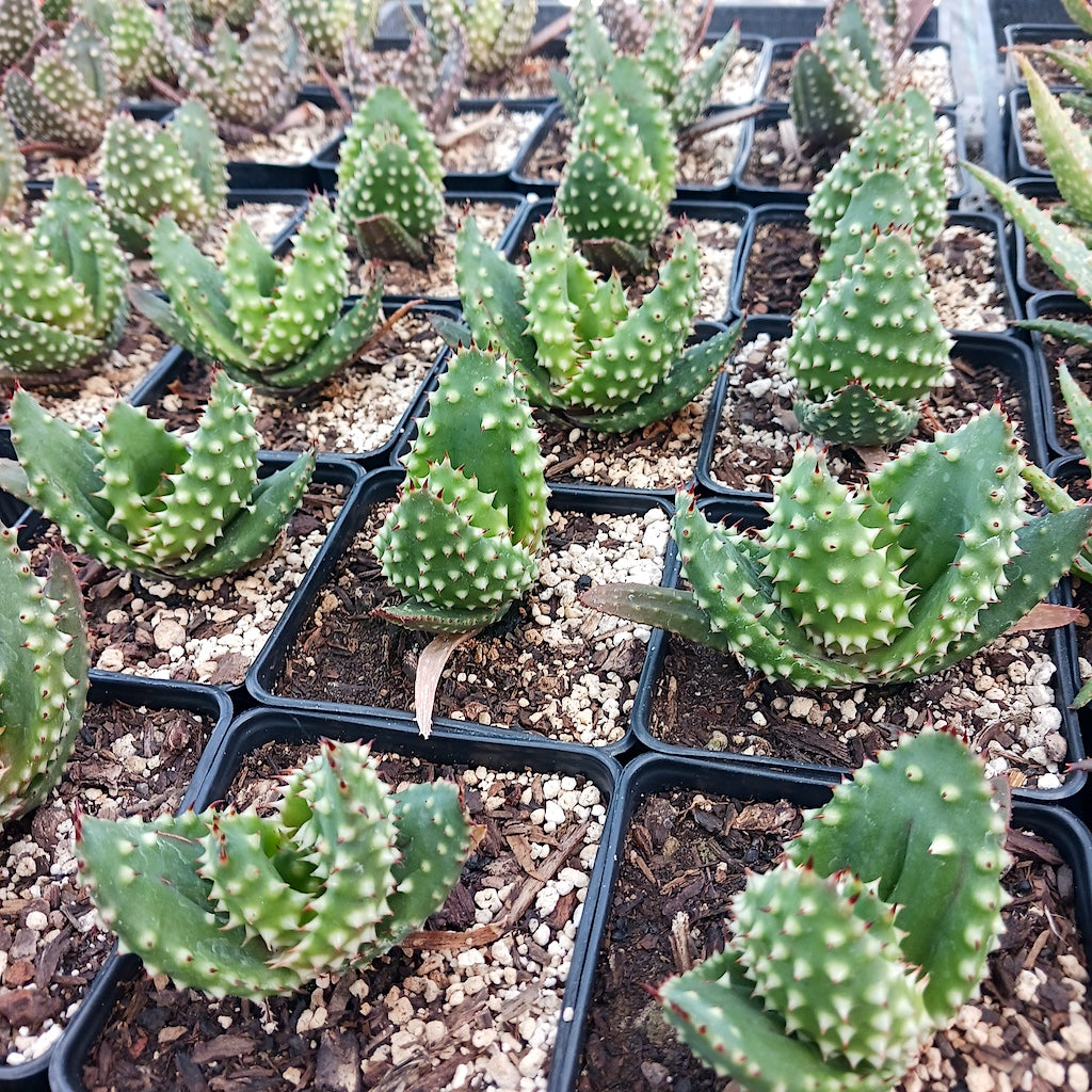 Aloe aculeata "Super Spiney"