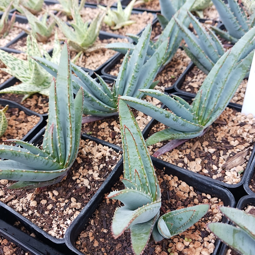 Aloe suprafoliata