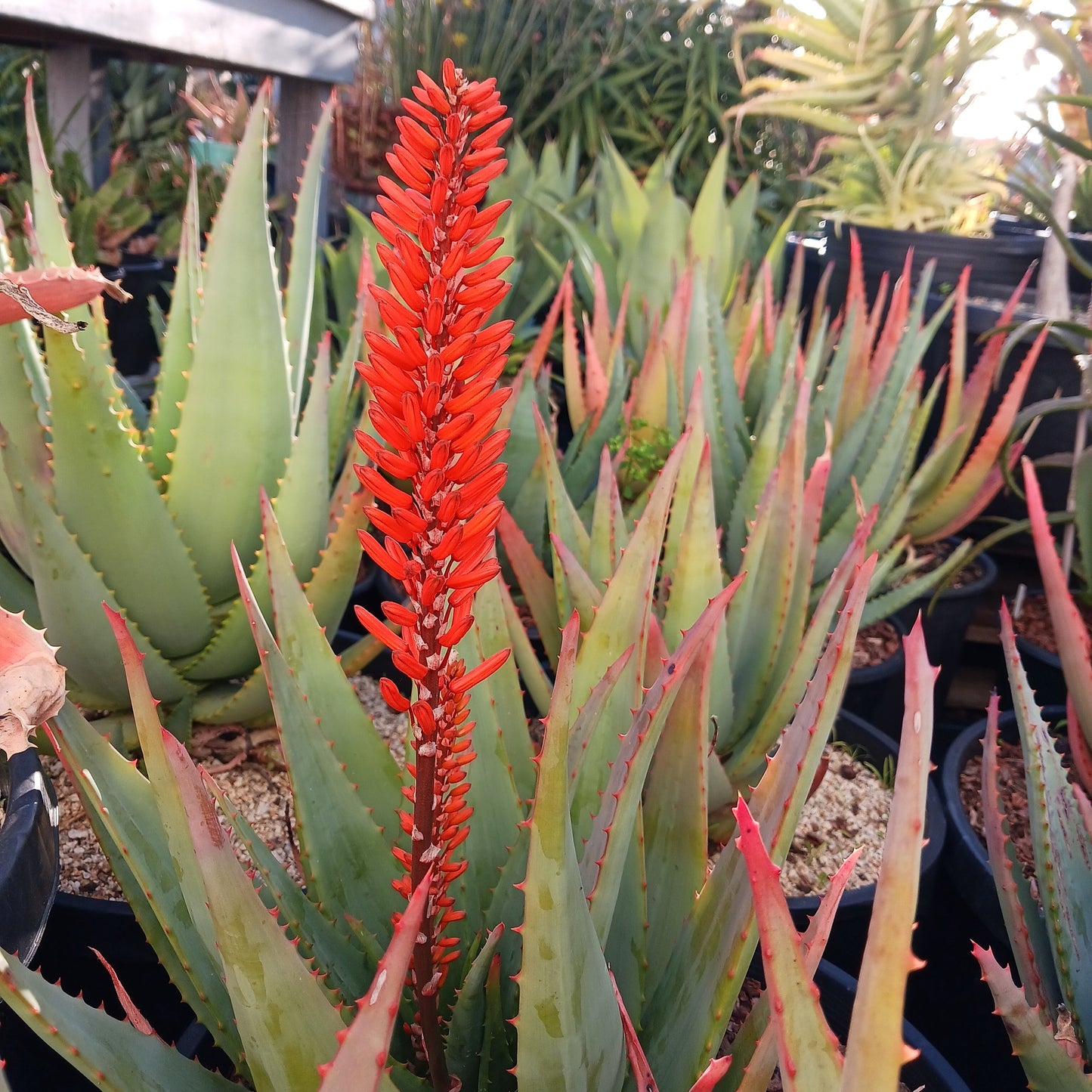 Aloe "Tangerine" in bloom