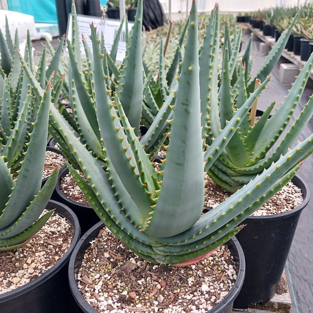 aloe vera arborescens plant Aloe arborescens x ferox 'Tangerine'