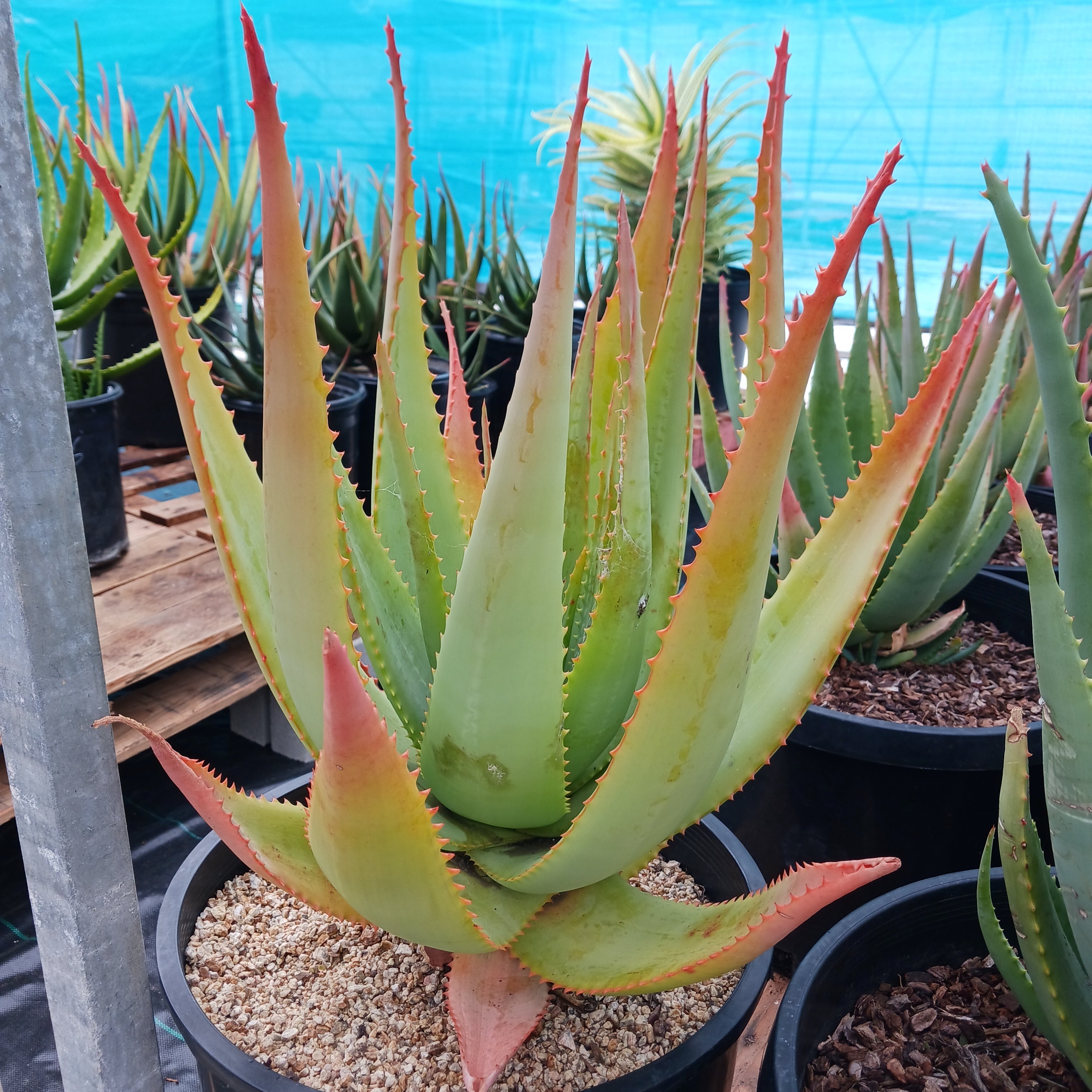 yellow tips on aloe vera plant Aloe arborescens x ferox 'Tangerine'
