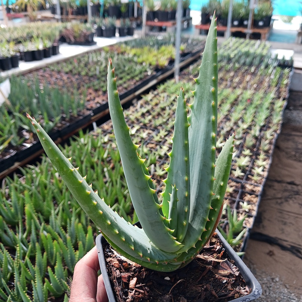 aloe vera plant container Aloe arborescens x ferox ‘Tangerine’