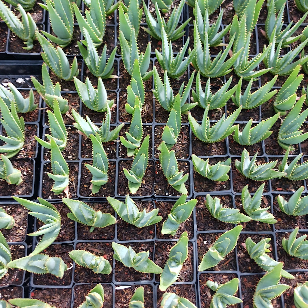 Aloe "Tangerine" in 4in containers
