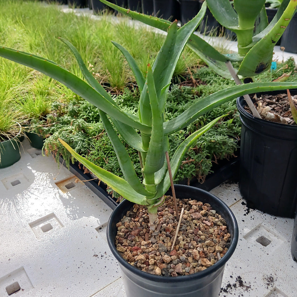 Aloe thraskii