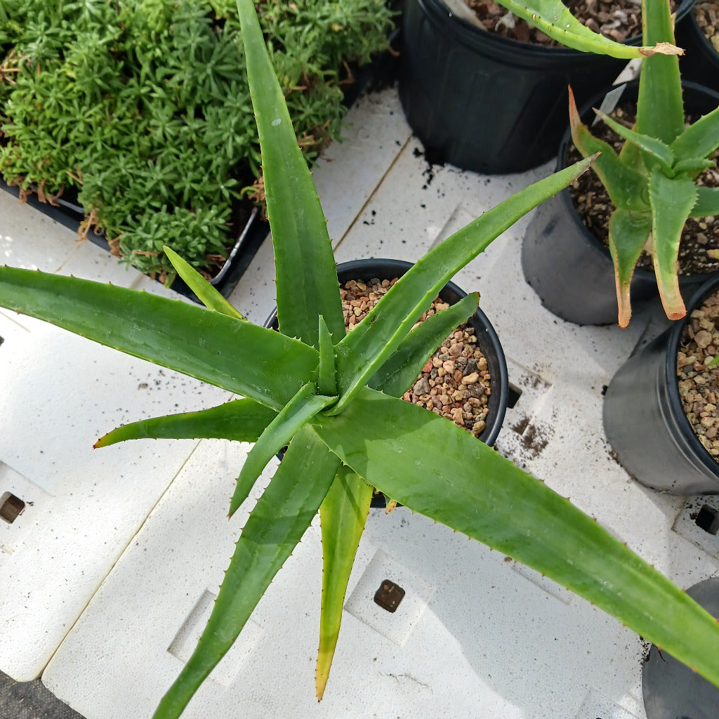 Aloe thraskii
