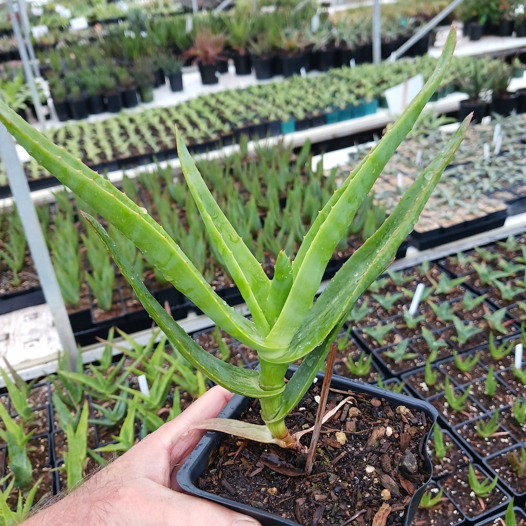 Aloe thraskii - 4in