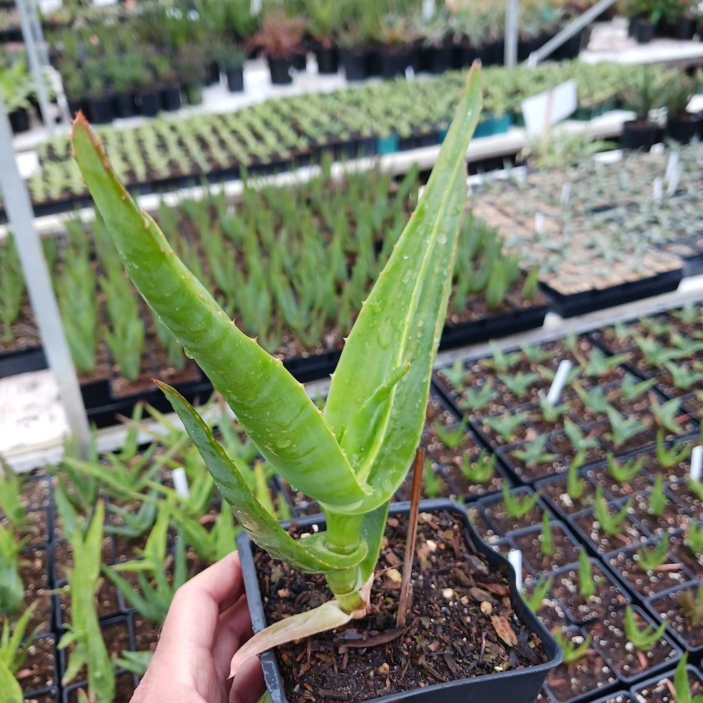 Aloe thraskii - 4in