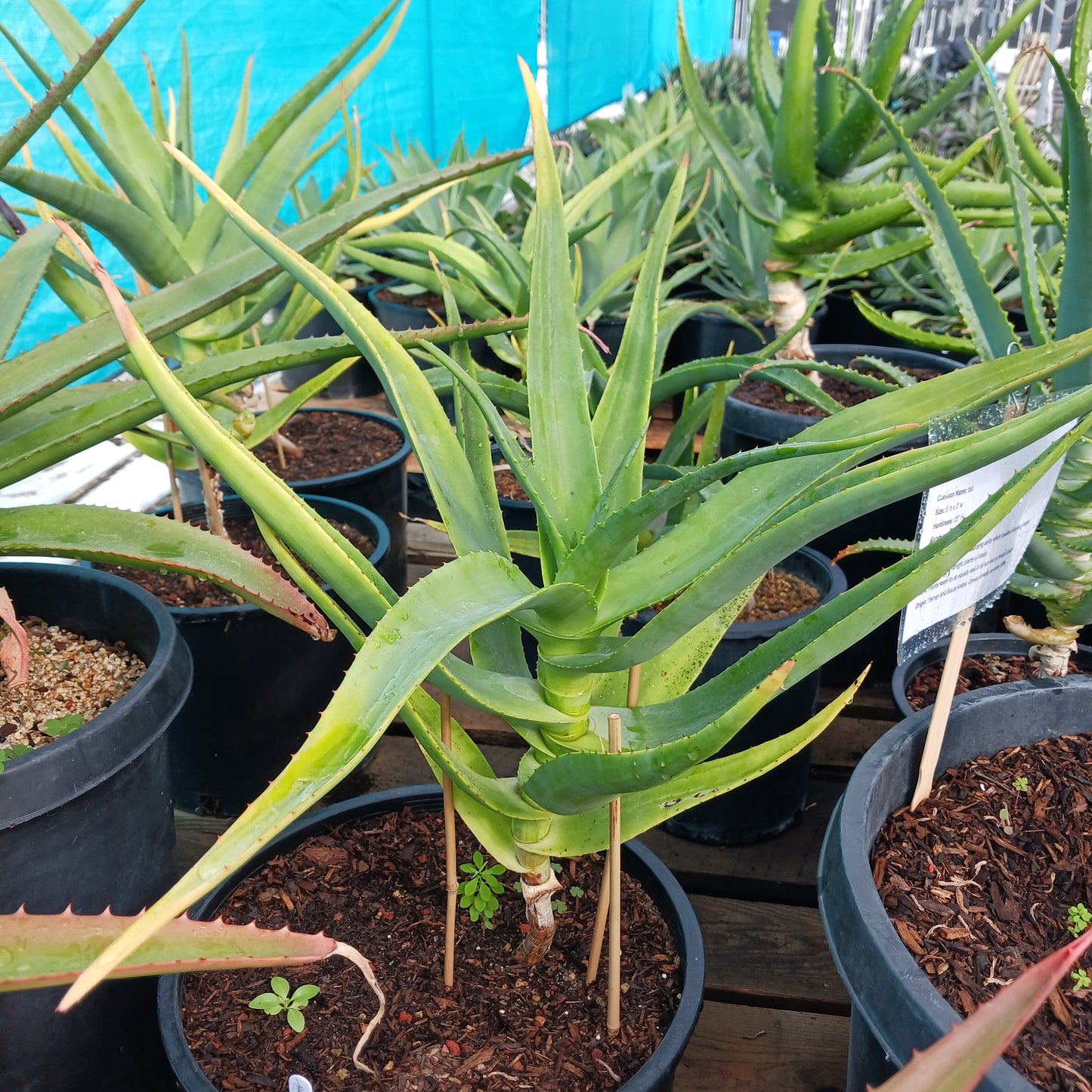 Aloe thraskii - 7ga