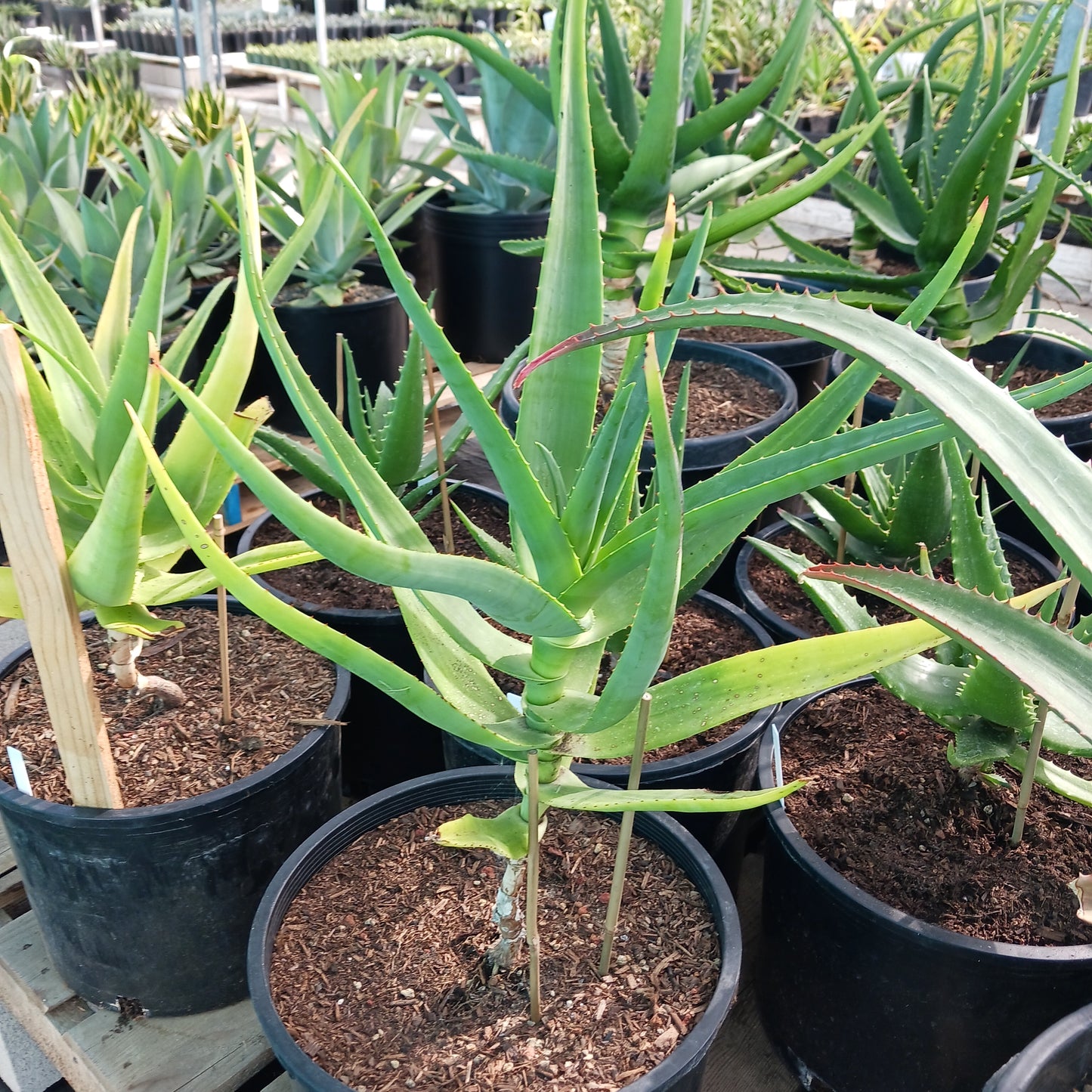 Aloe thraskii - 7ga