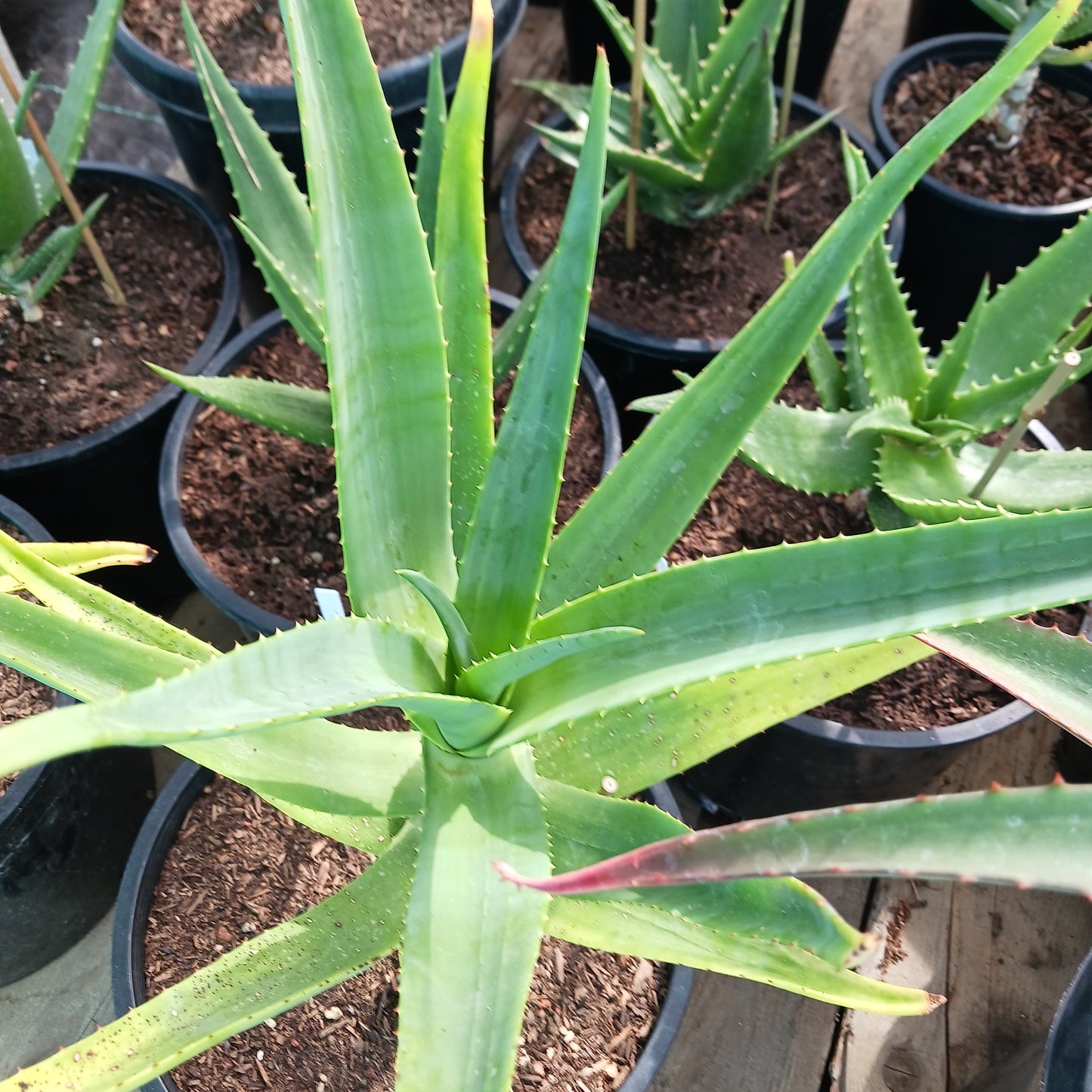 Aloe thraskii - 7ga