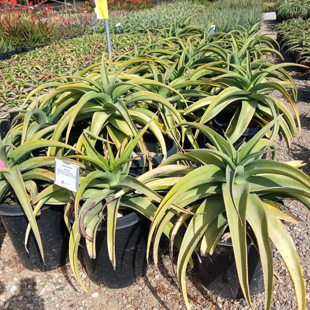 Aloe thraskii at San Marcos Growers