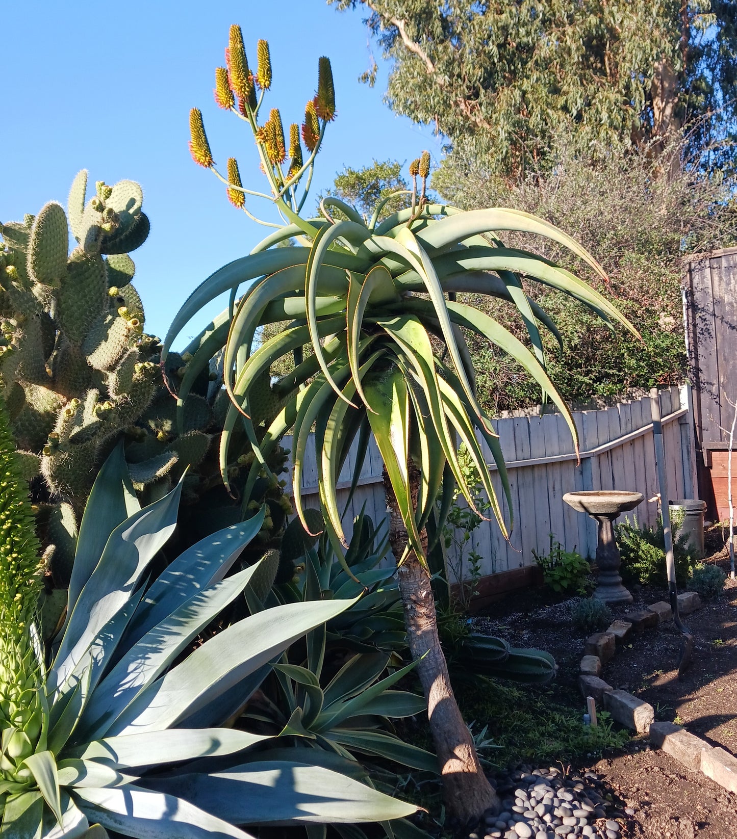 Aloe thraskii in a residential yard