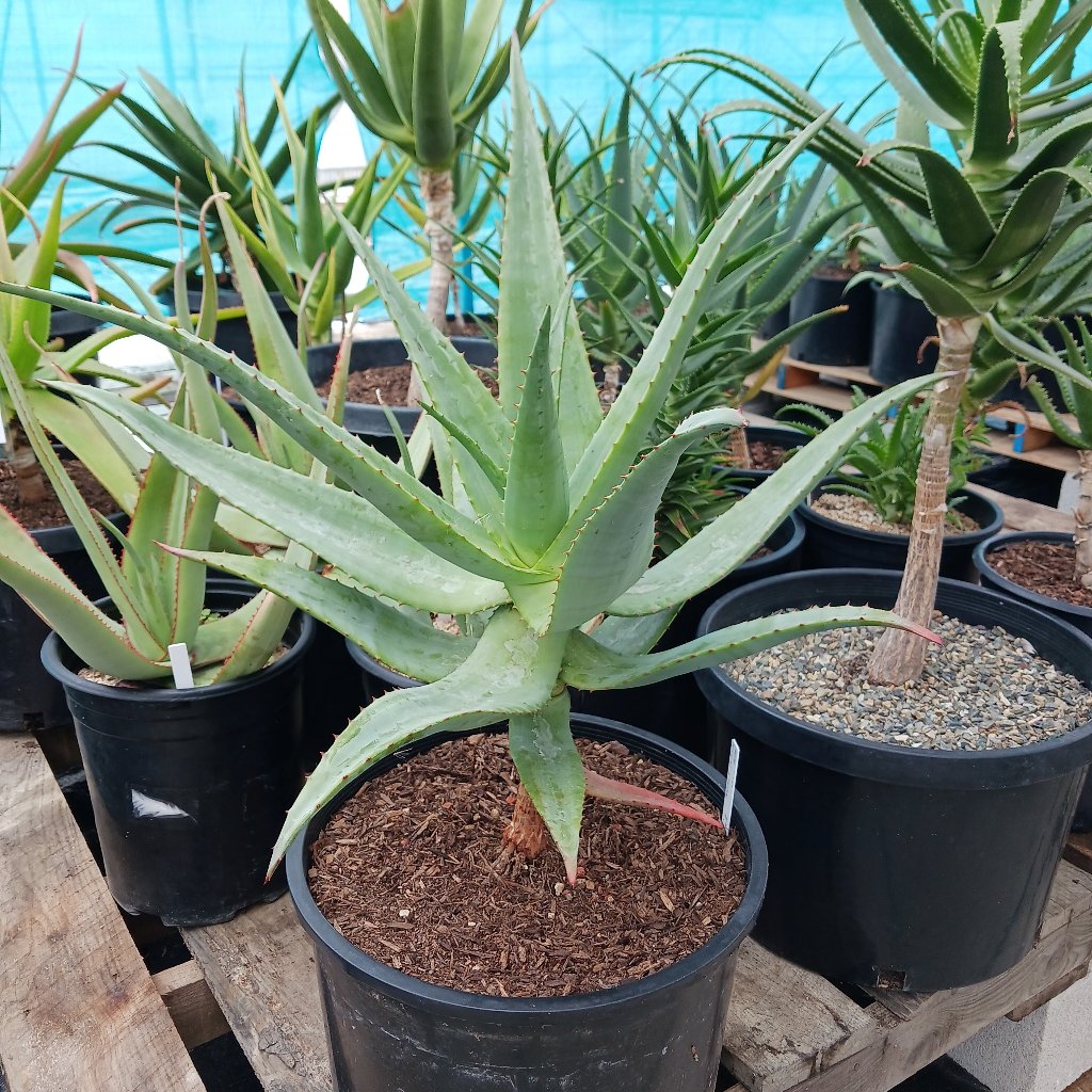 Aloe thraskii x ferox hybrid
