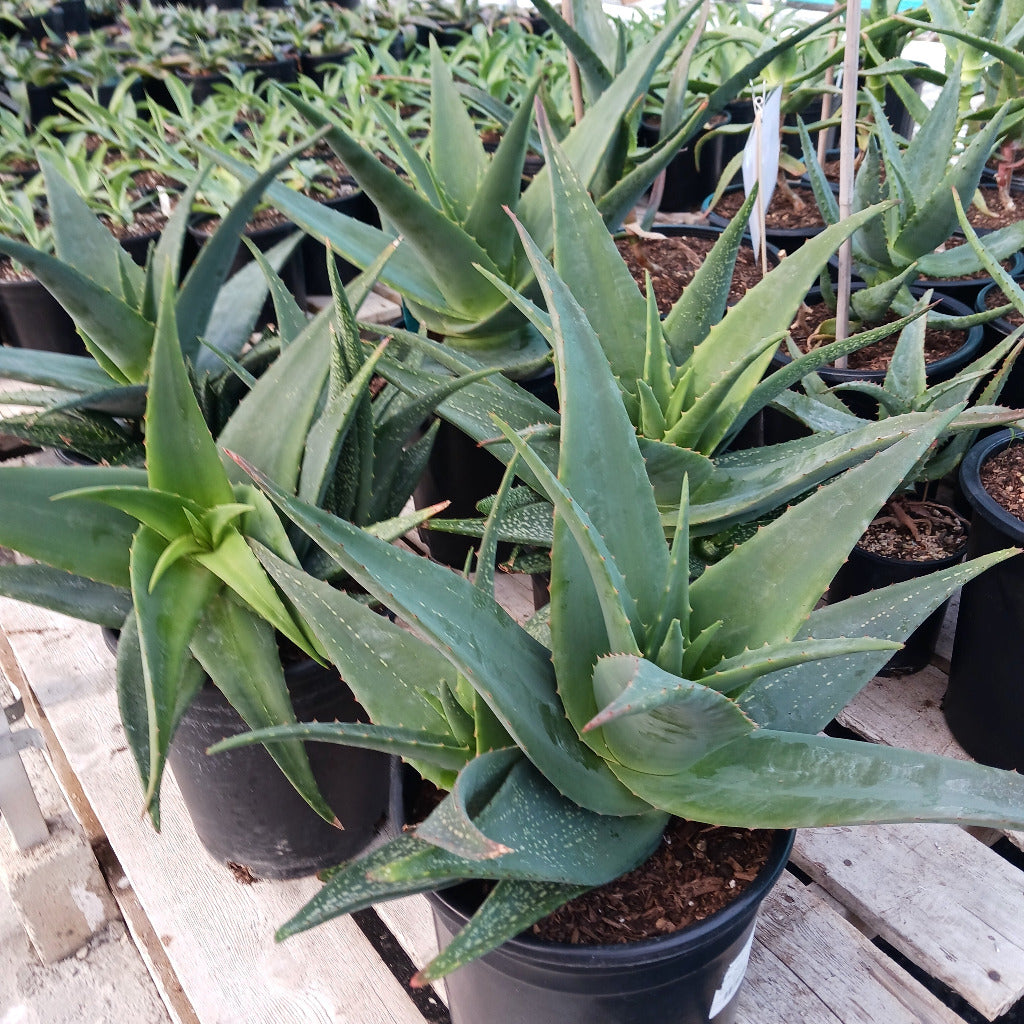 Aloe tomentosa in 5ga pots