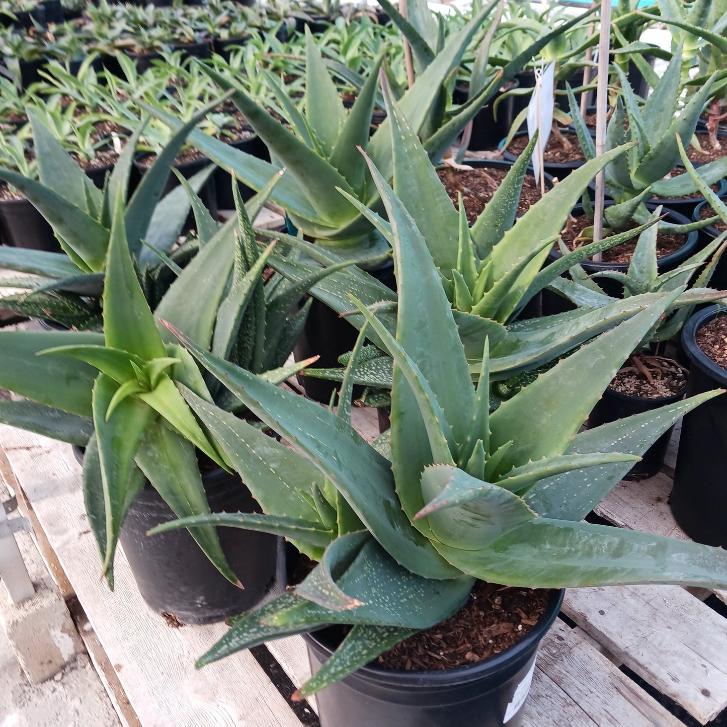 Aloe tomentosa in 5ga container