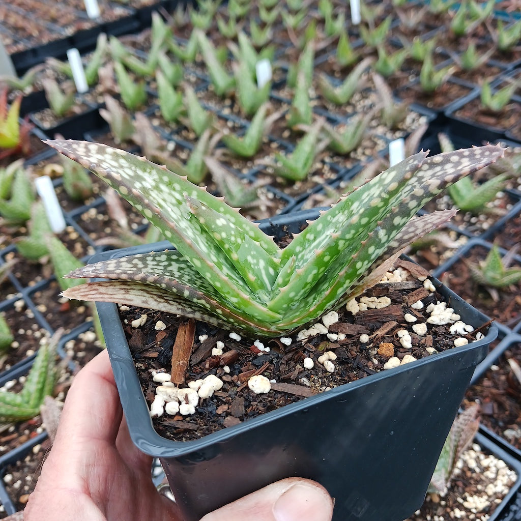 Aloe tomentosa