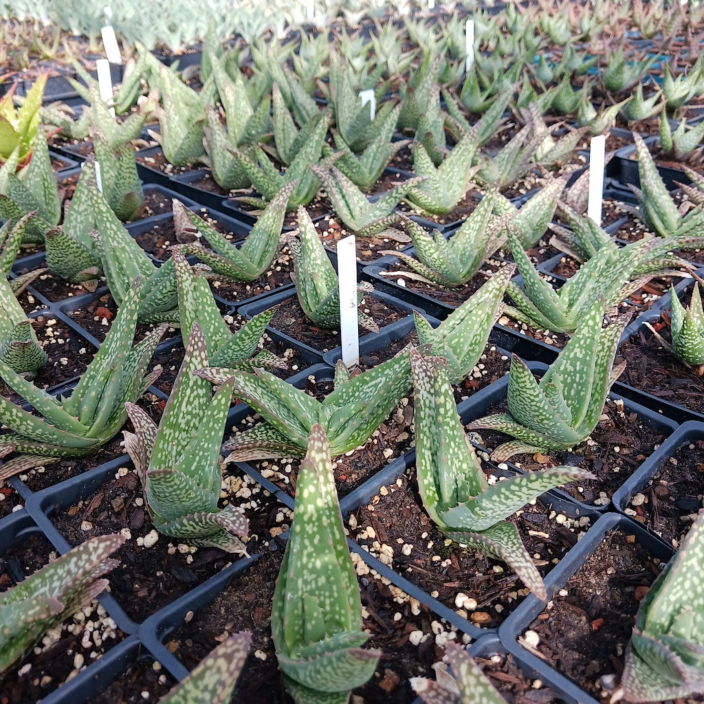 Aloe tomentosa