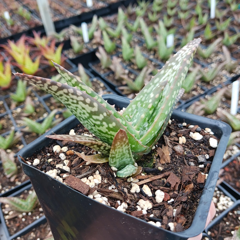 Aloe tomentosa