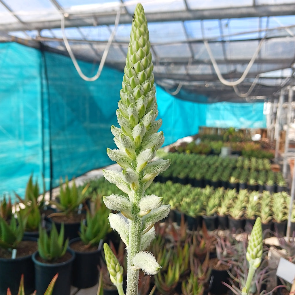 Aloe tomentosa flower stalk