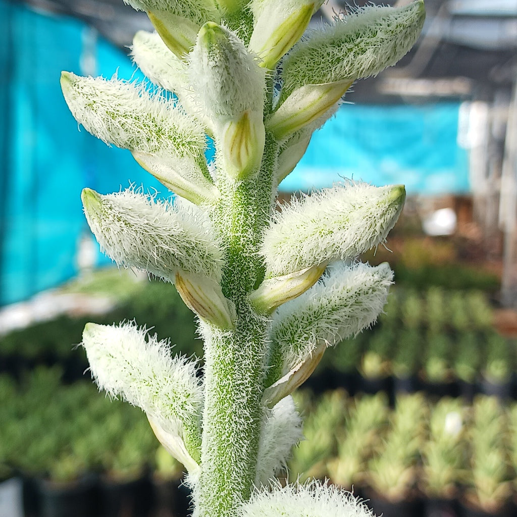 Aloe tomentosa flower stalk close up shot