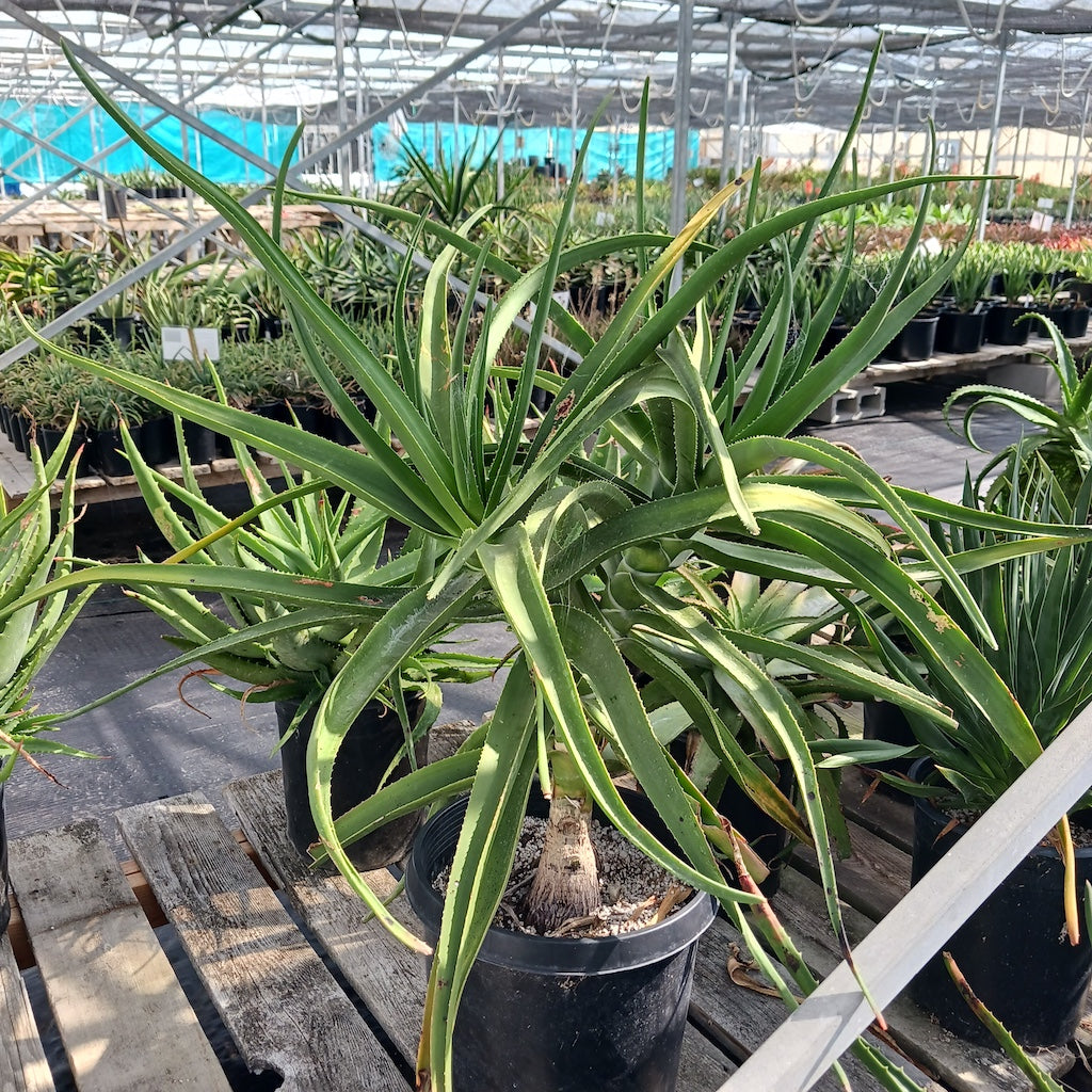Aloe tongaenesis "Medusa"