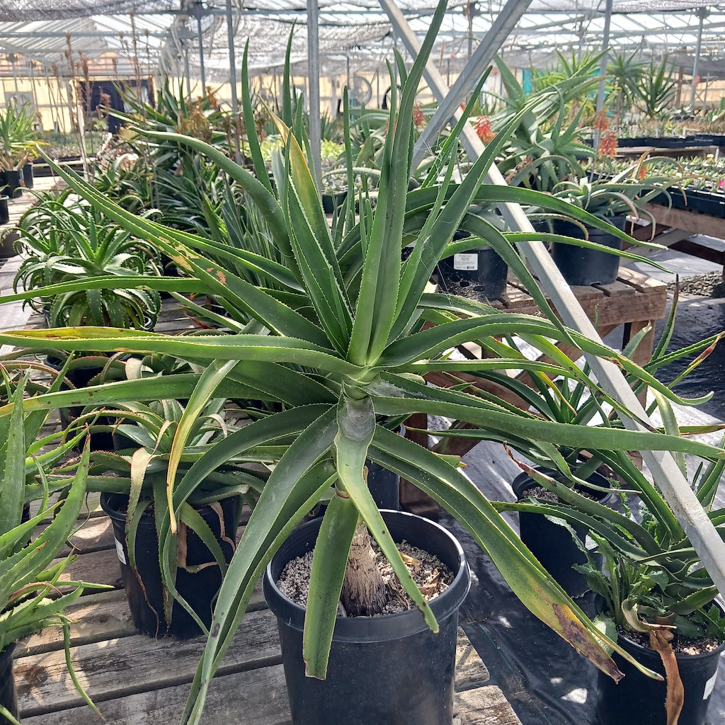 Aloe tongaenesis "Medusa"
