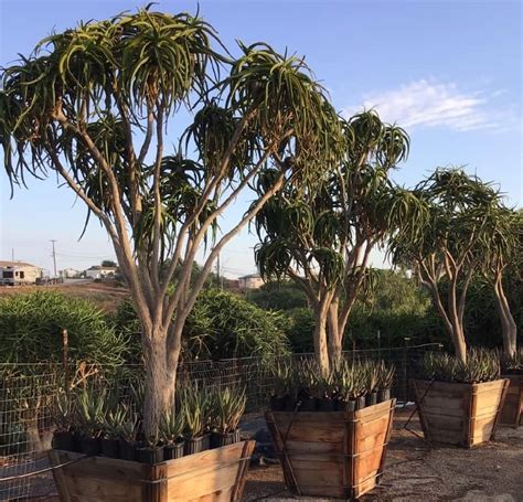 Aloe tongaenesis "Medusa" - 7ga