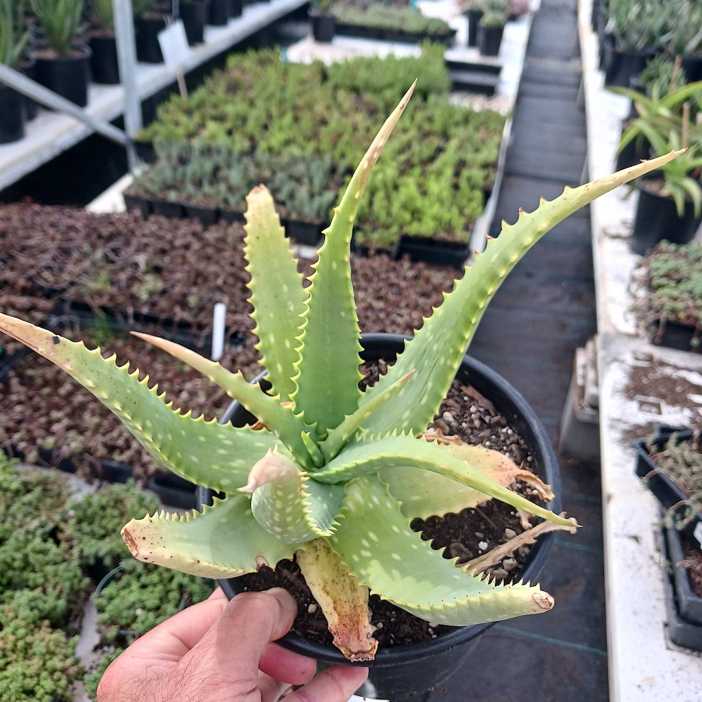 Aloe tororoana in 1ga nursery pot