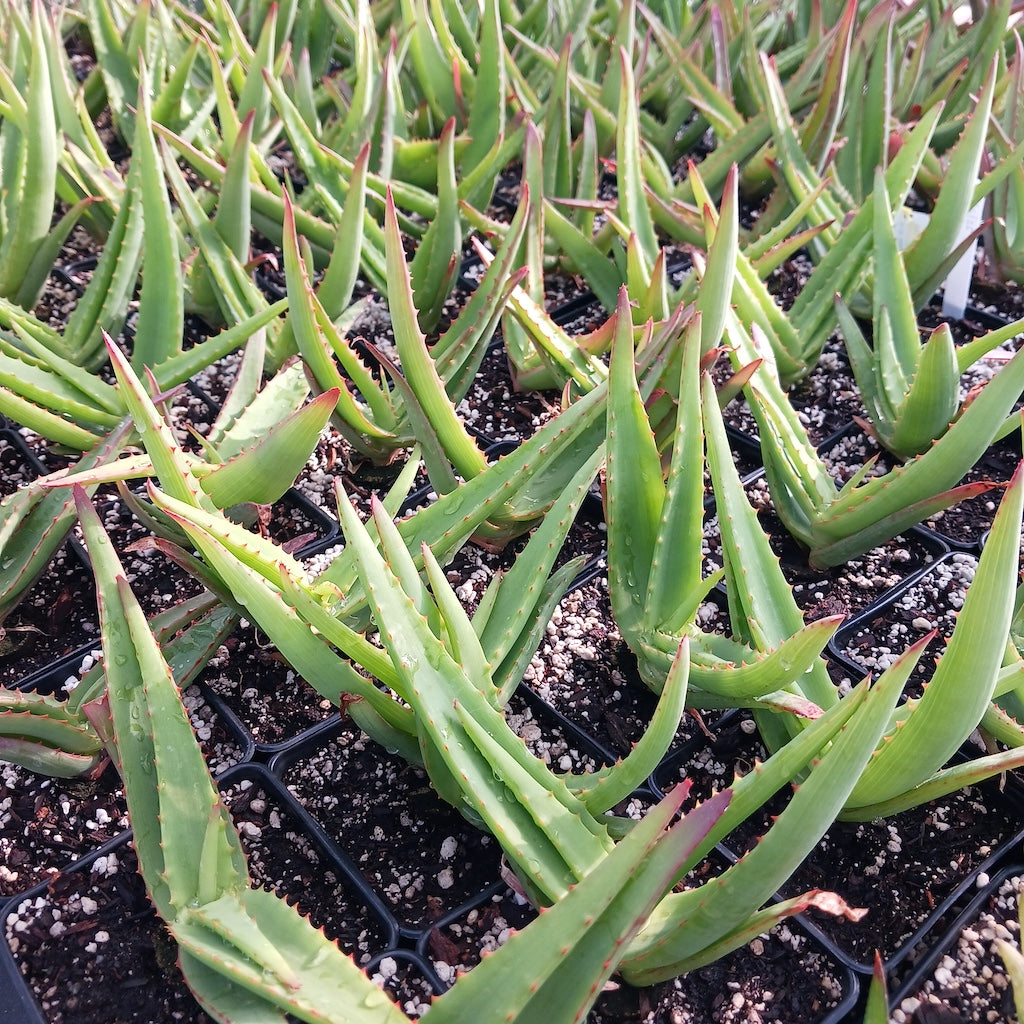 Aloe vanbalenii in 4 inch nursery pots