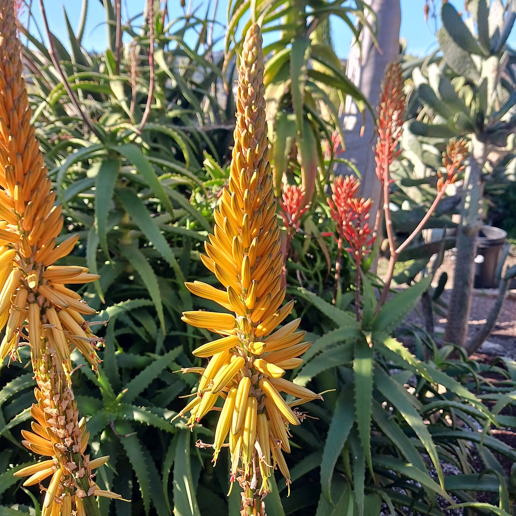 Aloe vanbalenii - 2ga