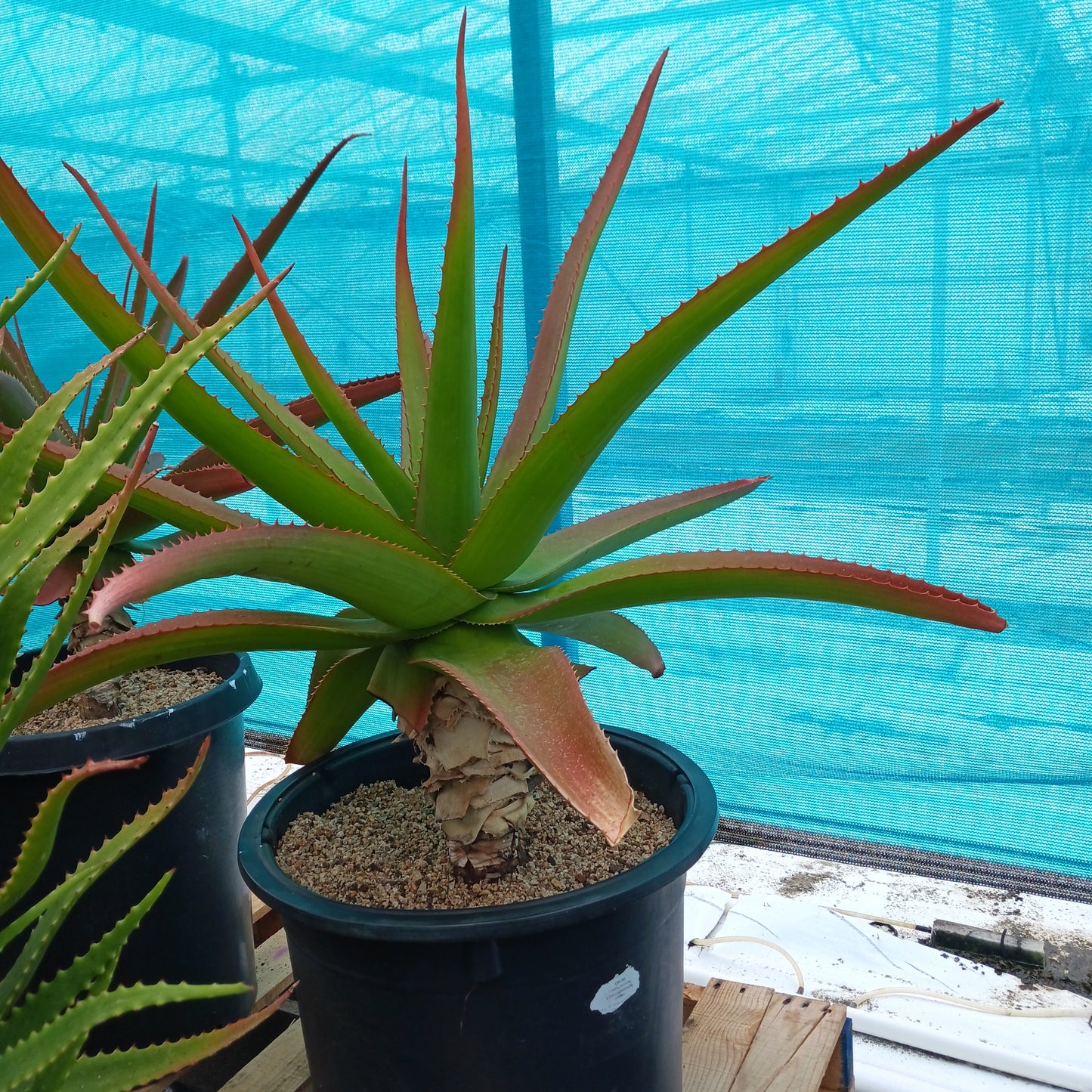 Aloe vaombe