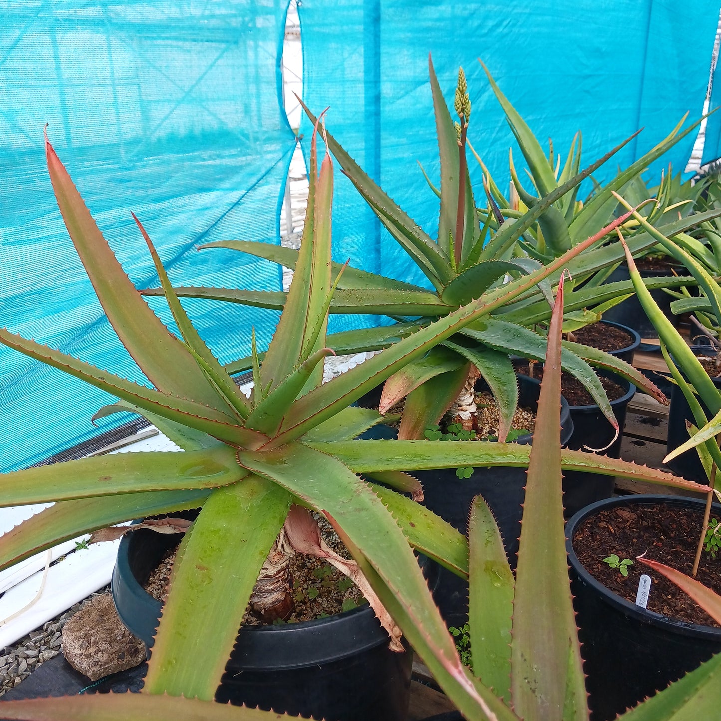 Aloe vaombe - 15ga