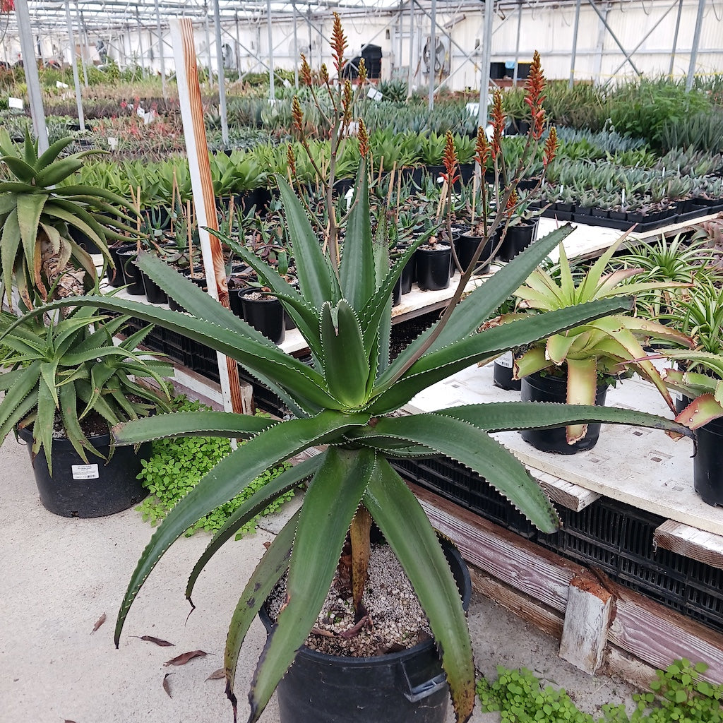 Aloe vaombe