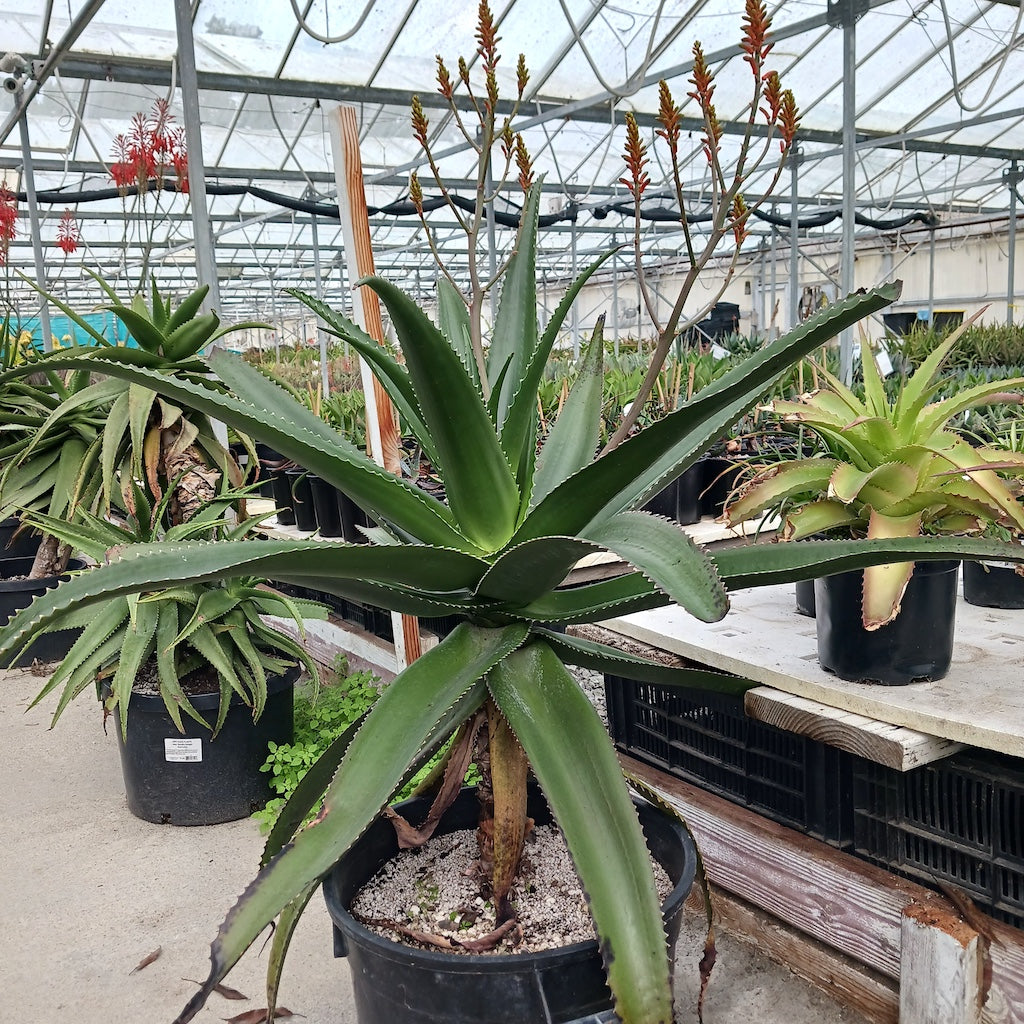 Aloe vaombe