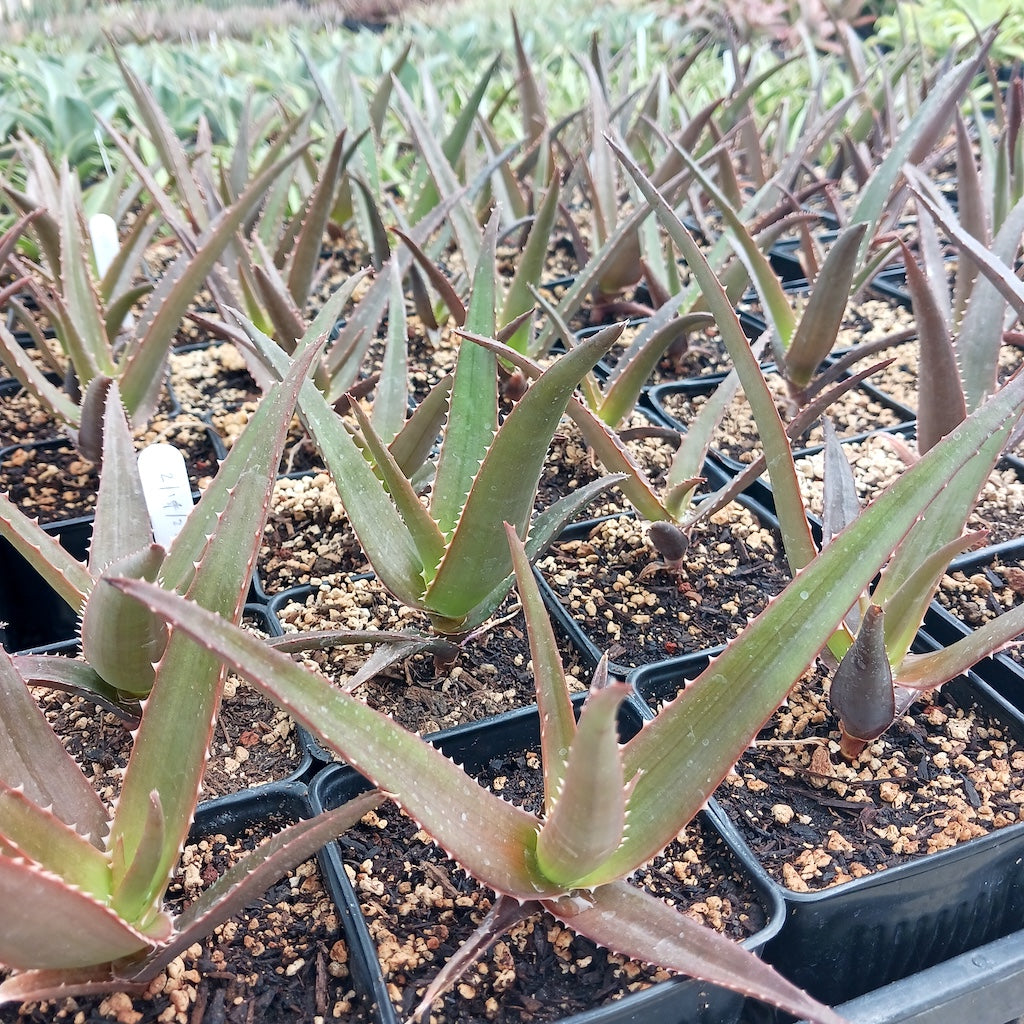 Several young Aloe vaombe