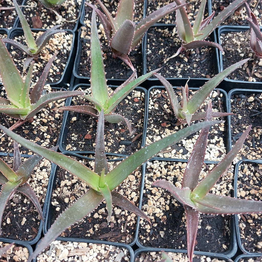 A young Aloe vaombe