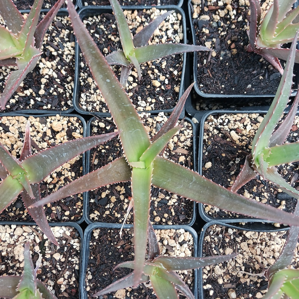 A young Aloe vaombe viewed from top