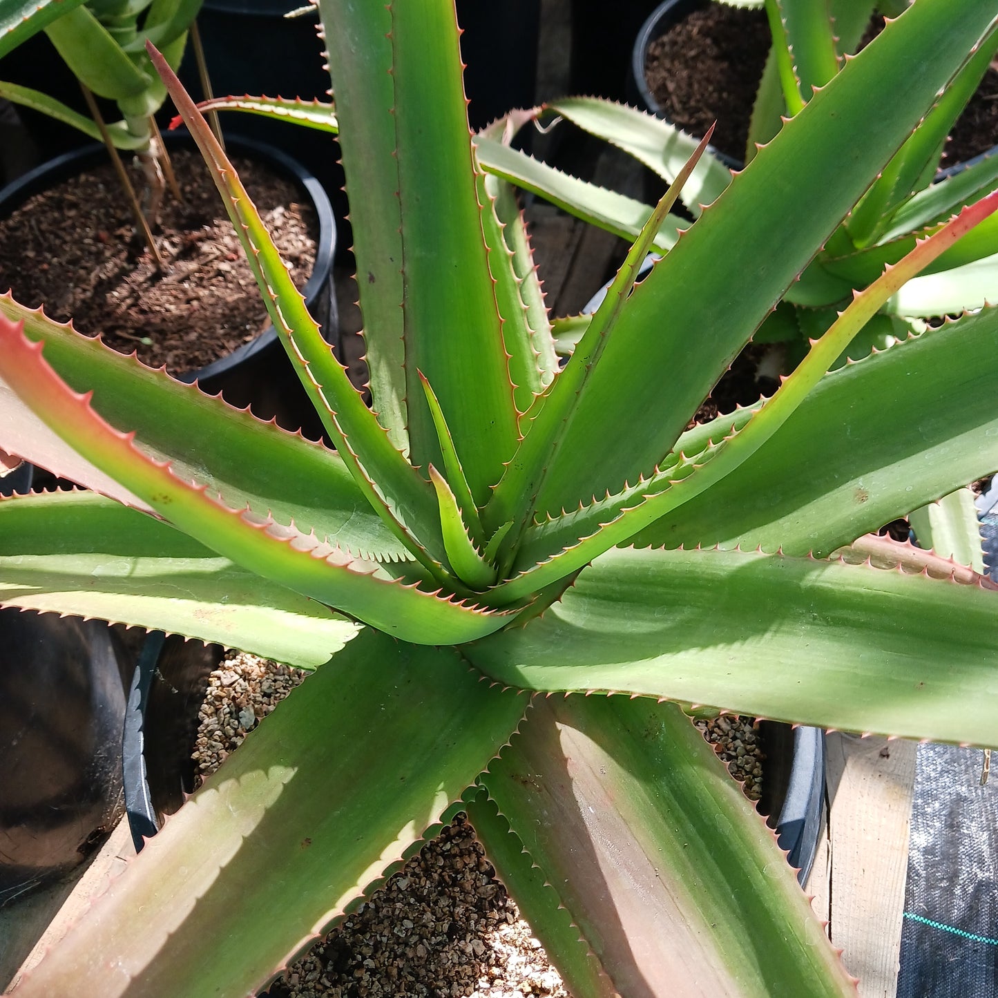 Aloe vaombe - 15ga