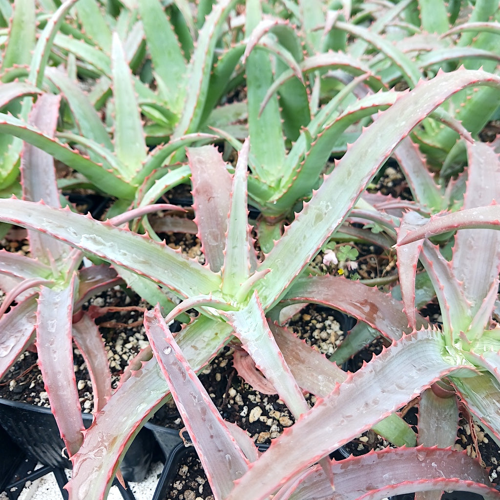 Aloe vaotsanda